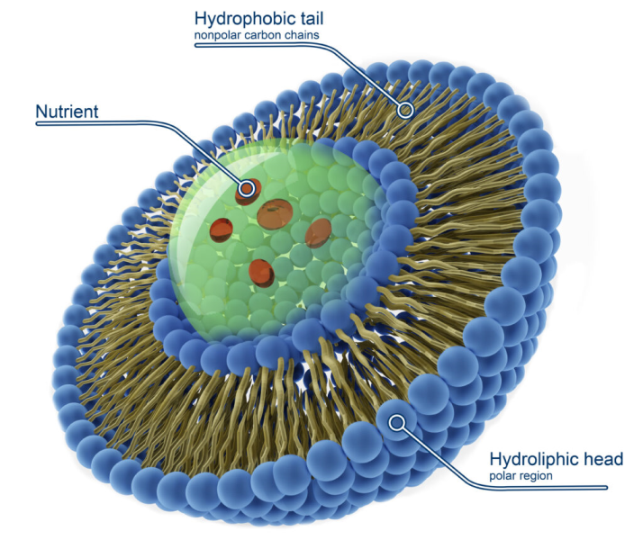 File:Liposome.png